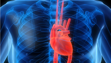 Cardiovascular 8342 647058616 - Çfarë janë Sëmundjet Kardiovaskulare dhe Si të Parandalohen?